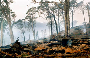 smouldering logged area